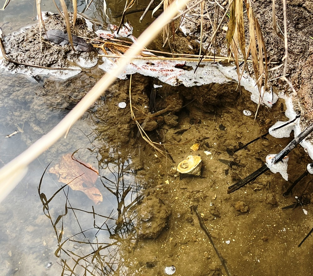 Muschelreste Weiße Elster_freigespült 2025_2_2