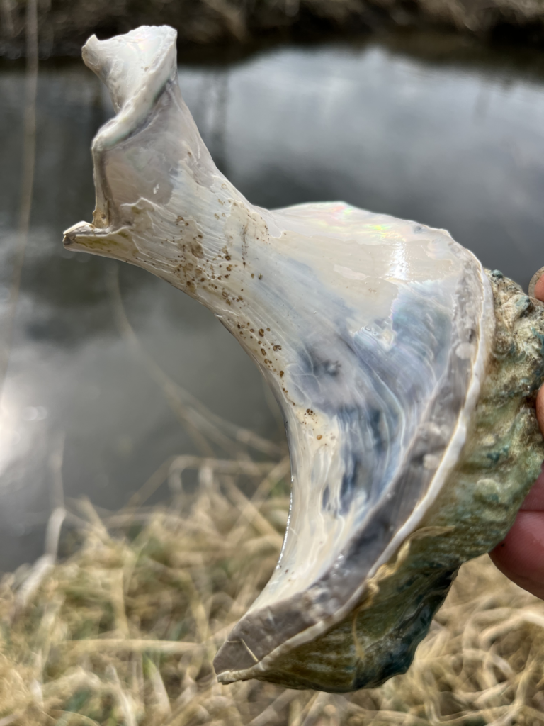 Muschelreste Weiße Elster_freigespült 2025_k